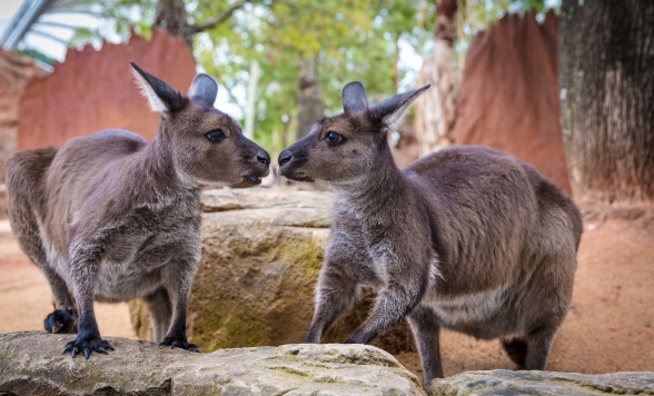 2アトラクションパス・入場チケット
